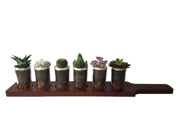 Succulent Flight