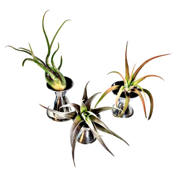 Airplant Shots